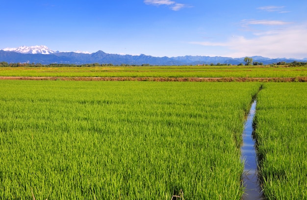 Kanałowy skrzyżowanie zielonego pola ryż z halnym tłem