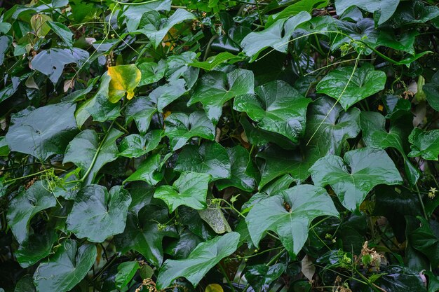 Zdjęcie kanaryjskie kaskady hedera canariensis piękne liście