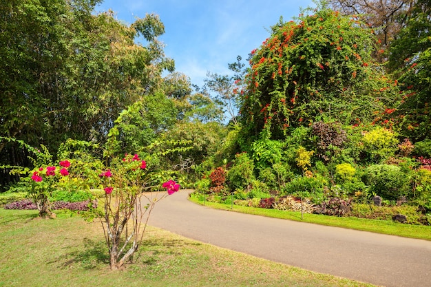 Kandy, Sri Lanka - 21 lutego 2017: Królewskie ogrody botaniczne Peradeniya położone w pobliżu miasta Kandy, Sri Lanka. Królewskie Ogrody Botaniczne Peradeniya to największy z ogrodów botanicznych Sri Lanki.