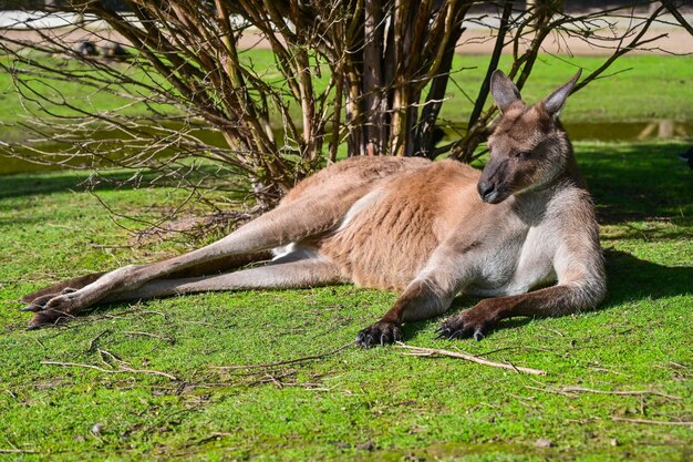 Zdjęcie kangur na trawie moonlit sanctuary melbourne australia
