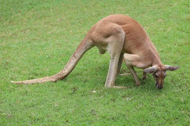 Zdjęcie kangur zostaje i je trawę w ogrodzie