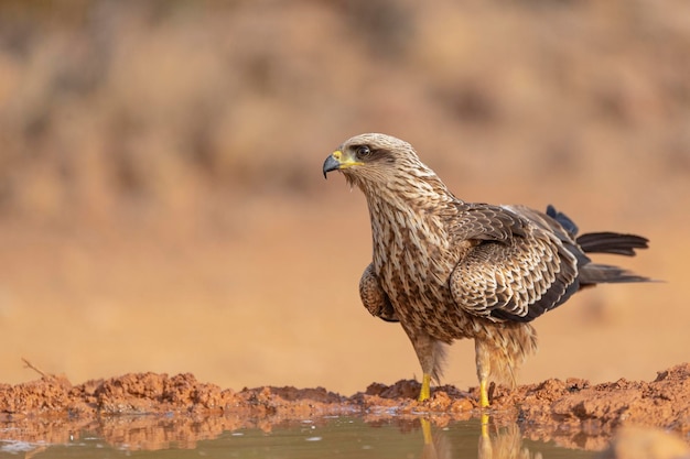 Kania Czarna Milvus Migrans Ciudad Real Hiszpania