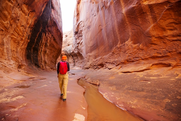 Kanion Szczelinowy W Parku Narodowym Grand Staircase Escalante, Utah, Usa. Niezwykłe Kolorowe Formacje Z Piaskowca Na Pustyniach Utah Są Popularnym Celem Wycieczek Pieszych.