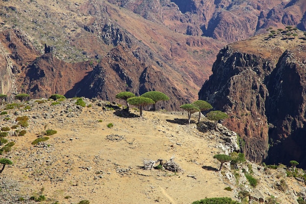 Kanion Wadi Dirhur Wyspa Sokotra Ocean Indyjski Jemen