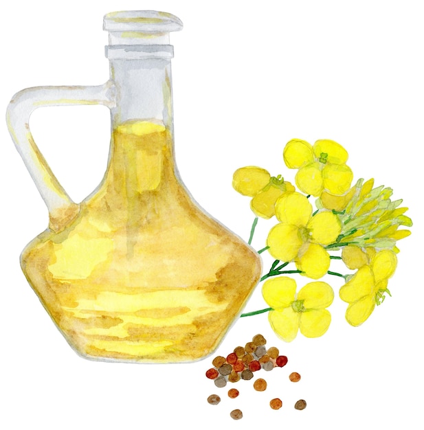 Kanola olej kwiaty i nasiona Zdrowa żywność dieta i produkty kosmetyczne izolowany na białym tle akwarela rysunek