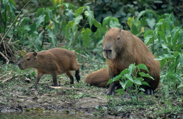 Kapibara Hydorchaeris hydrochaeris ze szczenięciem Pantanal Brazylia Ameryka Południowa