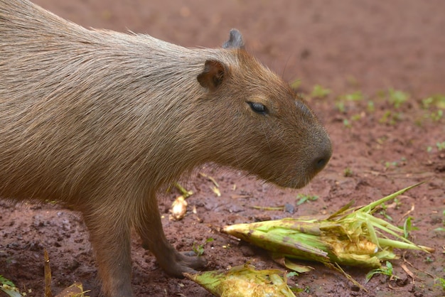 Kapibara (Hydrochoerus hydrochaeris) jest w ich klatce