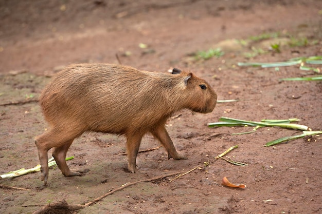 Kapibara Hydrochoerus hydrochaeris