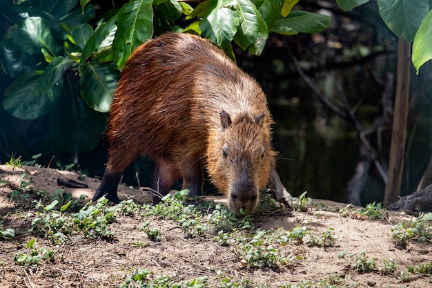 Kapibara w jej naturalnym środowisku