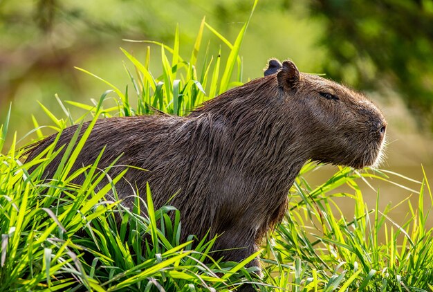 Zdjęcie kapibara w pobliżu rzeki w trawie