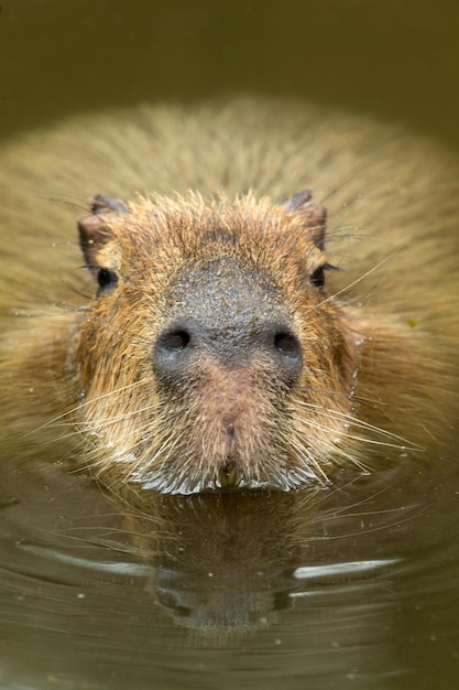 Zdjęcie kapibara