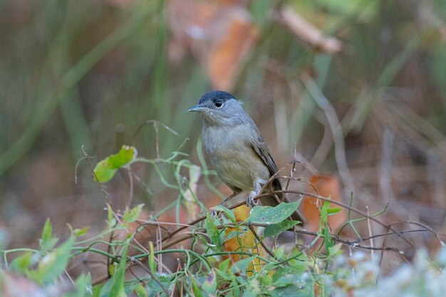 Kapturka Sylvia atricapilla Malaga Hiszpania