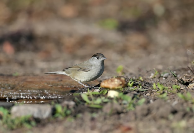 Kapturka Zwyczajna (sylvia Atricapilla) Samiec I Samica Są Zbliżeniami Na Krzaki Czarnego Bzu I W Pobliżu Wody W Miękkim świetle Poranka.