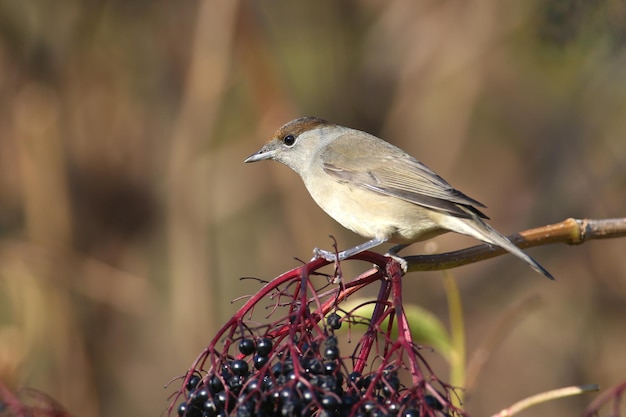 Kapturka zwyczajna (Sylvia atricapilla) samiec i samica są zbliżeniami na krzaki czarnego bzu i w pobliżu wody w miękkim świetle poranka.