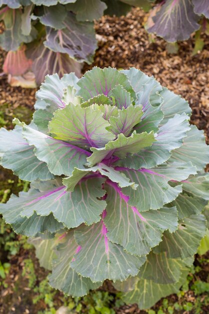 Kapusta fioletowa brassica oleracea w ogrodzie