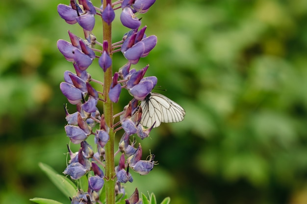 Kapusta Zbiera Nektar Z Lupin Lilac.