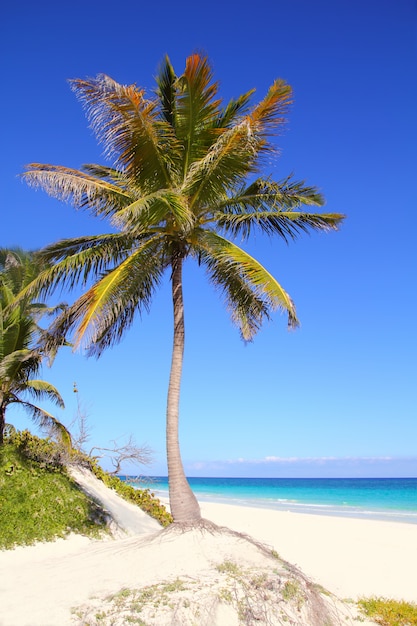 Karaibskie kokosowe drzewka palmowe w tuquoise morzu
