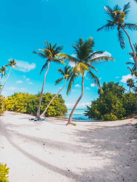 Karaibskie palmy drzewne na plaży