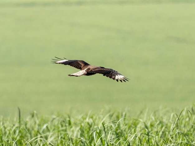 Karakara Czubata Północna Caracara Cheriway