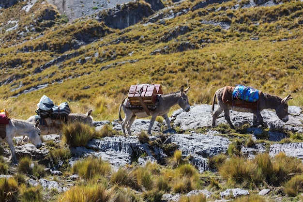 Karawana Osłów W Cordiliera Huayhuash, Peru, Ameryka Południowa