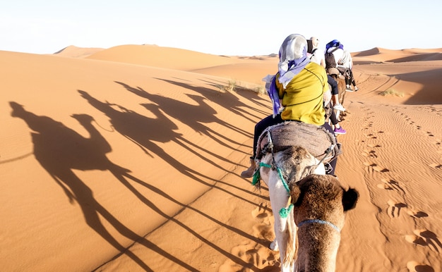 Karawana Turystów Jazda Dromaderów Przez Wydmy Na Saharze W Pobliżu Merzuga W Maroku
