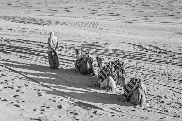 Karawana wielbłądów na pustyni Wadi Rum, Bliski Wschód, Jordania