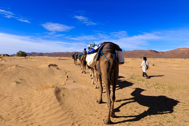 Karawana wielbłądów przechodząca przez pustynię