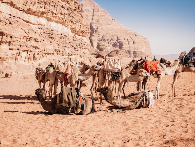 Karawana wielbłądów spoczywająca na piasku Wadi Rum
