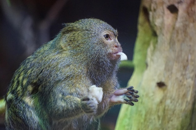 Karłowata małpa pazurczatka jedząca