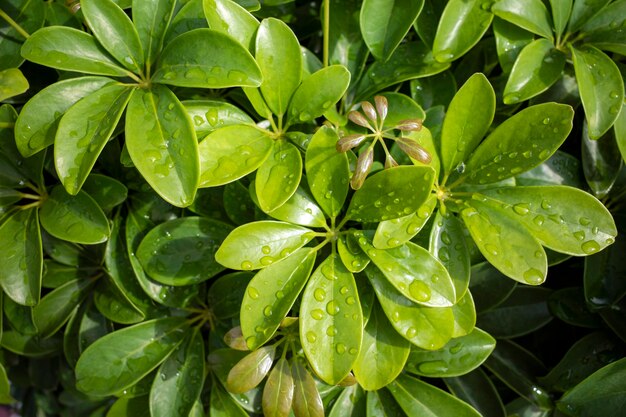 Karłowate drzewo parasolowe Schefflera arboricola zielone liście z rozpryskiem wody