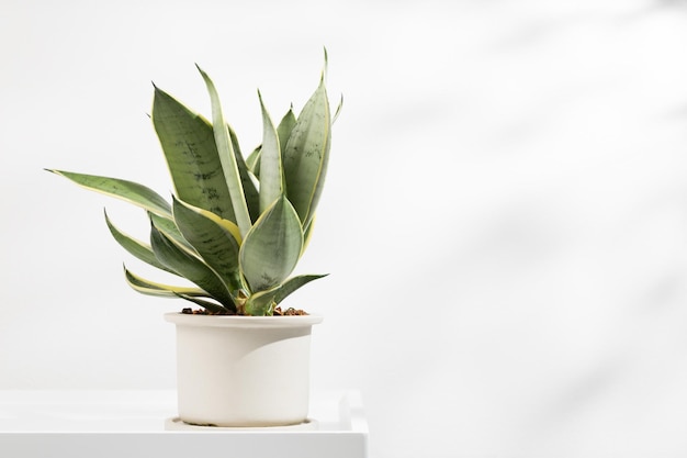 Karłowate odmiany Sansevieria w minimalistycznych białych ceramicznych doniczkach Dracaena Trifasciata Golden Hahnii