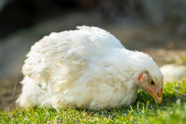 Karma dla kur na tradycyjnym wiejskim podwórku Zbliżenie białego kurczaka siedzącego na stodole z zieloną trawą Koncepcja hodowli drobiu na wolnym wybiegu