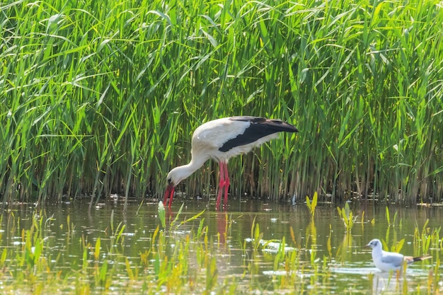 Karmienie bocianów przez Mokradła Reeds