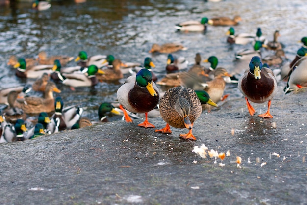 Karmienie dzikich kaczek w sezonie wiosennym. Miasto kaczki na brzegu jeziora.