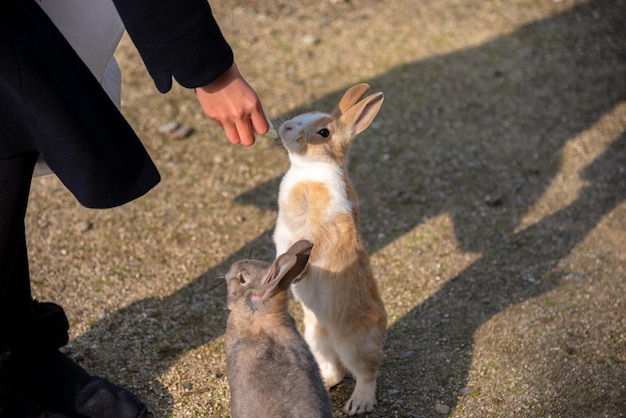 Karmienie Dzikich Królików Na Wyspie Okunoshima W Słonecznej Pogodzie Znanej Jako Wyspa Królików