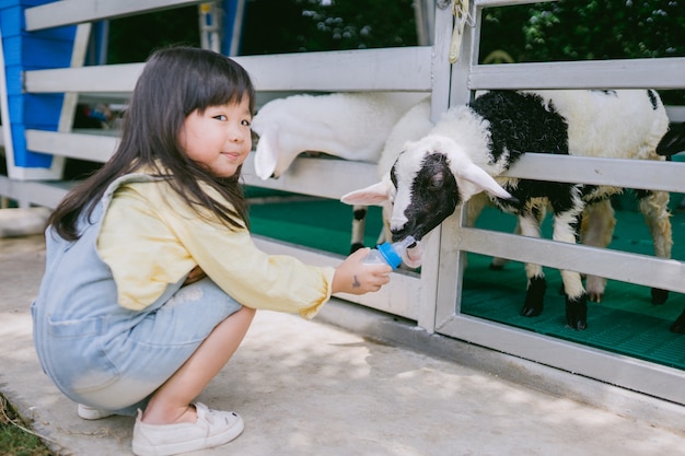 Zdjęcie karmienie owiec. mała azjatykcia dziewczyna karmi dojną butelkę śliczni cakle na caklach uprawiają ziemię.