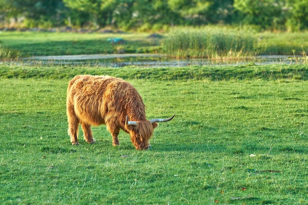 Karmione trawą krowy Highland pasące się na zielonych pastwiskach i hodowane dla przemysłu mlecznego lub wołowego Pełna długość owłosionego bydła stojącego samotnie na trawniku na odległych polach uprawnych lub posiadłościach rolniczych