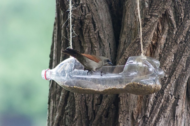 karmniki i napoje dla ptaków wykonane z plastikowych butelek z recyklingu