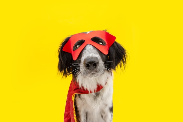Karnawał psa lub halloween przebrany za bohatera z czerwoną peleryną i maską. Na białym tle na żółtym tle