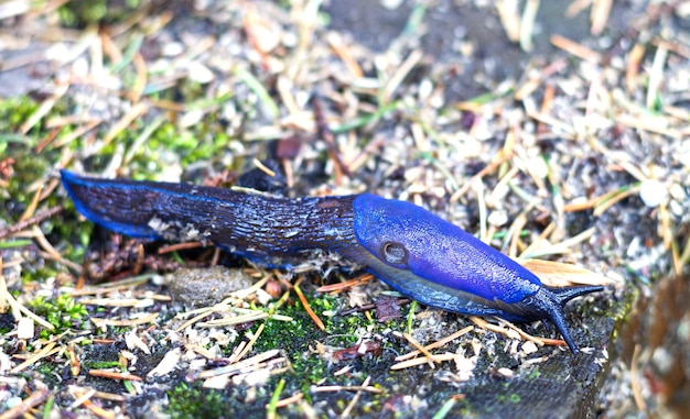 Karpacki endemiczny niebieski bielzia coerulans ślimak w lesie