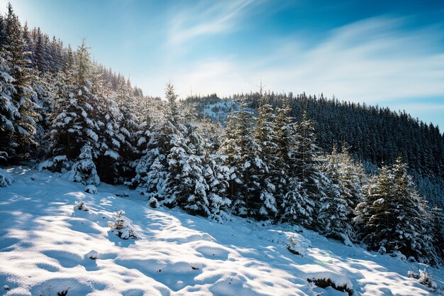 Karpaty I Wzgórza Ze śnieżnobiałymi Zaspami śnieżnymi I Wiecznie Zielonymi Drzewami Oświetlonymi Jasnym Słońcem
