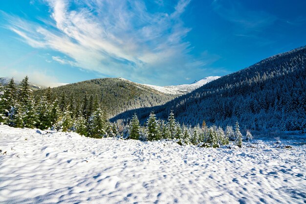 Karpaty I Wzgórza Ze śnieżnobiałymi Zaspami śnieżnymi I Wiecznie Zielonymi Drzewami Oświetlonymi Jasnym Słońcem