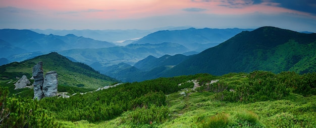 Karpaty letni krajobraz wschodu słońca z alpejskimi sosnami i skałami Panoramiczny widok