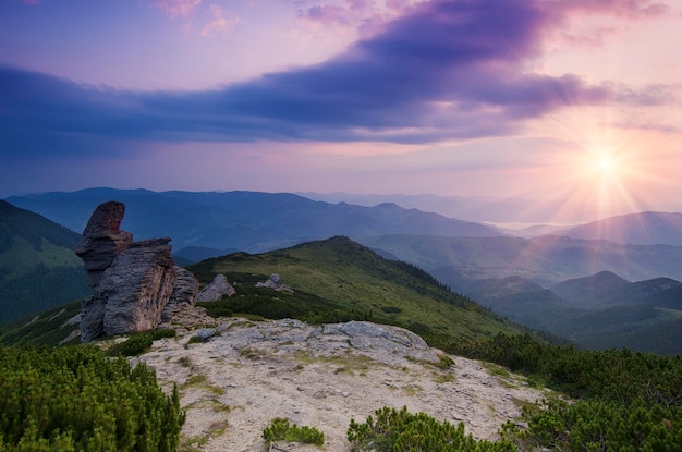 Karpaty letni krajobraz wschodu słońca z alpejskimi sosnami, skałami i świecącym słońcem