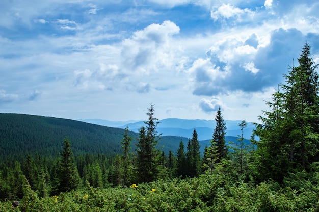 Karpaty Panorama zielonych wzgórz w letnich górach Zamglony zielony górski las pod błękitnym niebem