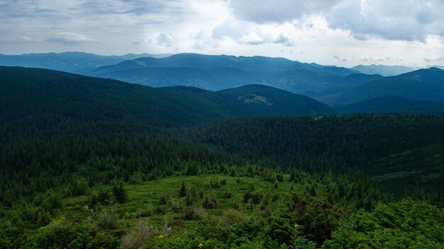 Karpaty Panorama zielonych wzgórz w letnich górach Zamglony zielony górski las pod błękitnym niebem
