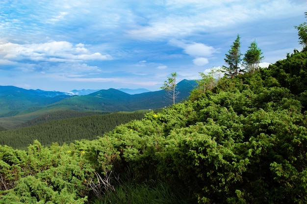 Karpaty Panorama zielonych wzgórz w letnich górach Zamglony zielony górski las pod błękitnym niebem