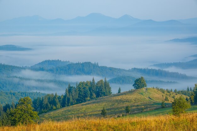 Karpaty pokryte lasem. Letni poranek. Mgła w dolinie. Niebieskie szczyty na tylnym planie