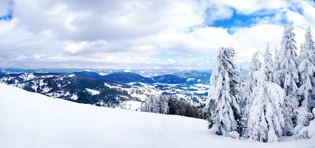 Karpaty Ukraina Cudowne ośnieżone jodły na tle górskich szczytów Panoramiczny widok na malowniczy śnieżny zimowy krajobraz Wspaniały i spokojny słoneczny dzień