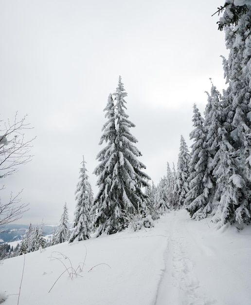 Karpaty Ukraina Drzewa pokryte szronem i śniegiem w zimowych górach Boże Narodzenie śnieżne tło